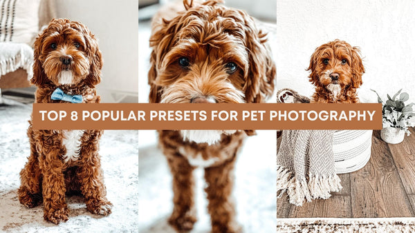 Top 8 Popular Presets For Pet Photography