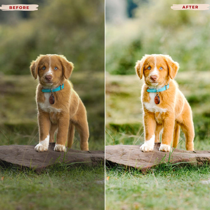 Ai-Optimized AIRY GREEN LIGHTROOM PRESETS