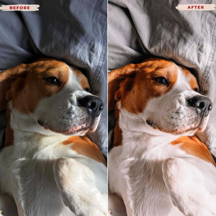 Ai-Optimized BEAGLE LIGHTROOM PRESETS