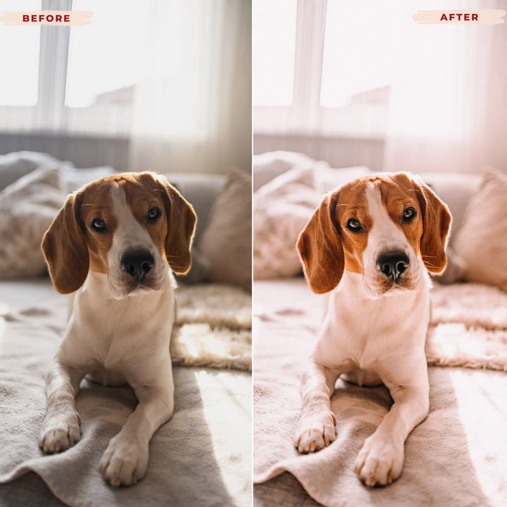 Ai-Optimized BEAGLE LIGHTROOM PRESETS