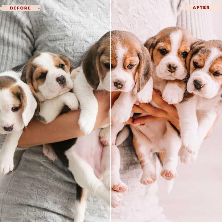 Ai-Optimized BEAGLE LIGHTROOM PRESETS