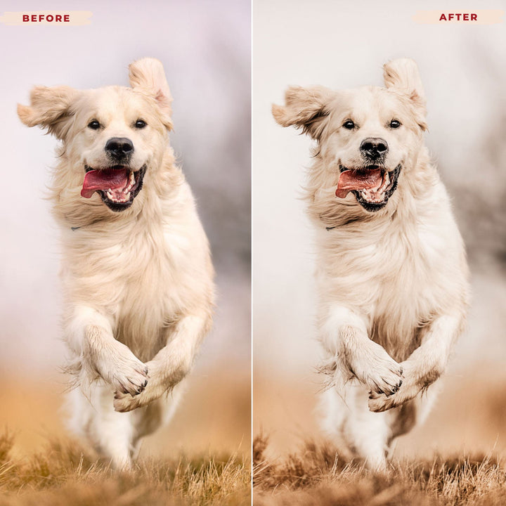 Ai-Optimized GOLDEN RETRIEVER LIGHTROOM PRESETS