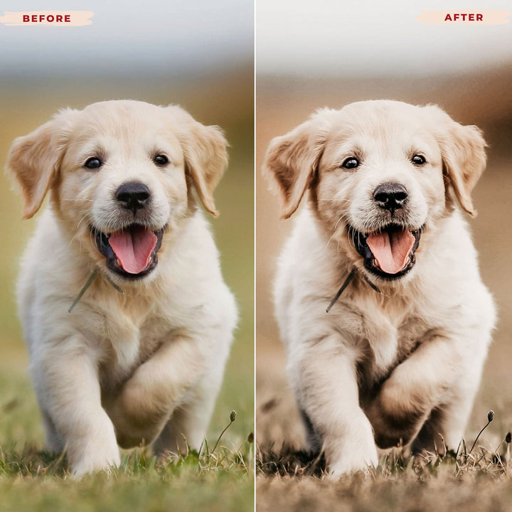 Ai-Optimized GOLDEN RETRIEVER LIGHTROOM PRESETS