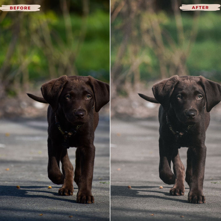 Ai-Optimized LABRADOR RETRIEVER LIGHTROOM PRESETS