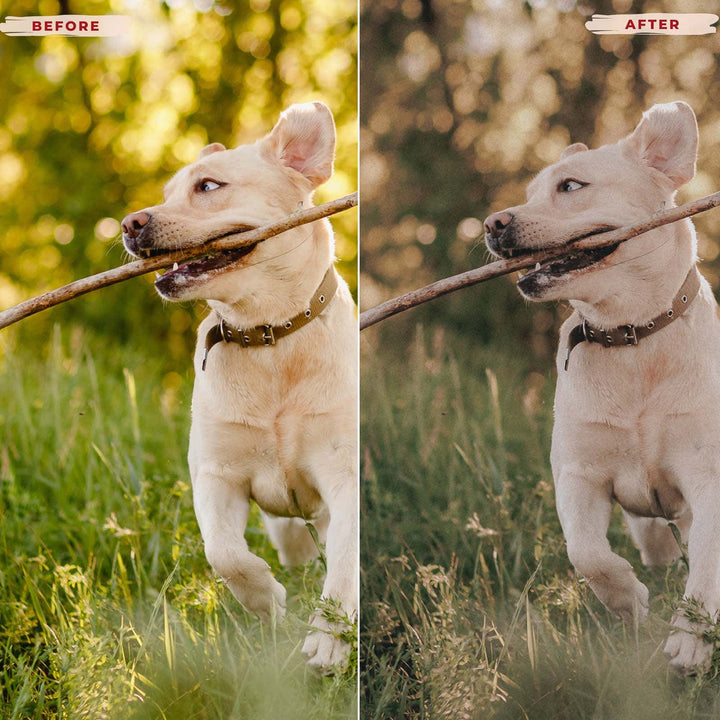 Ai-Optimized LABRADOR RETRIEVER LIGHTROOM PRESETS