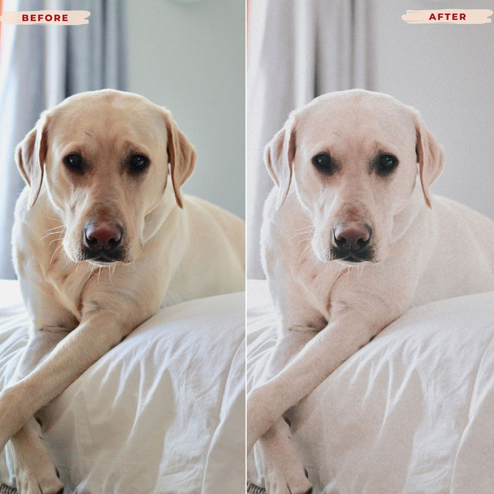 Ai-Optimized LABRADOR RETRIEVER LIGHTROOM PRESETS