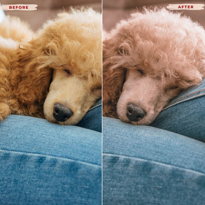 Ai-Optimized POODLE LIGHTROOM PRESETS